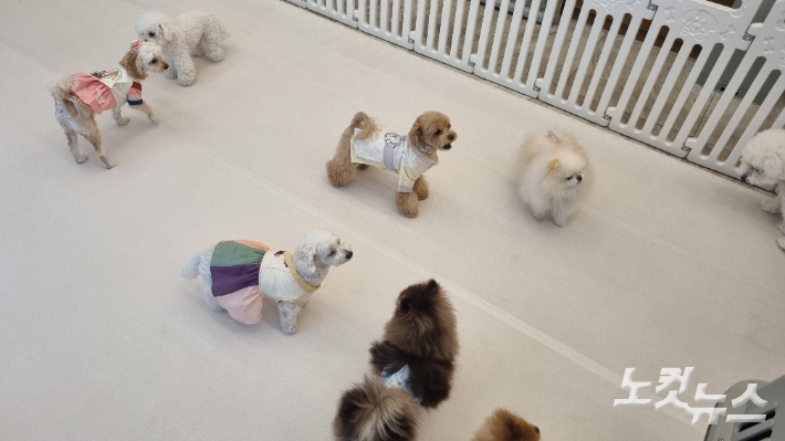 강남구 '반려견 돌봄 쉼터' 6곳 중 하나인 '도킹어바웃'에서 반려견들이 모여 놀고 있다. 김지은 기자