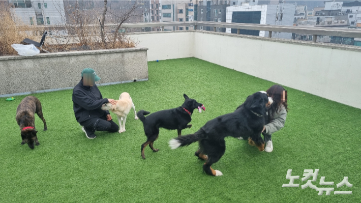 강남구 반려견 돌봄 쉼터 '도킹어바웃'에서 반려견들이 뛰어 노는 모습. 김지은 기자