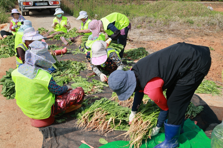 노인 일자리-로컬푸드 안심팜. 전라남도 제공
