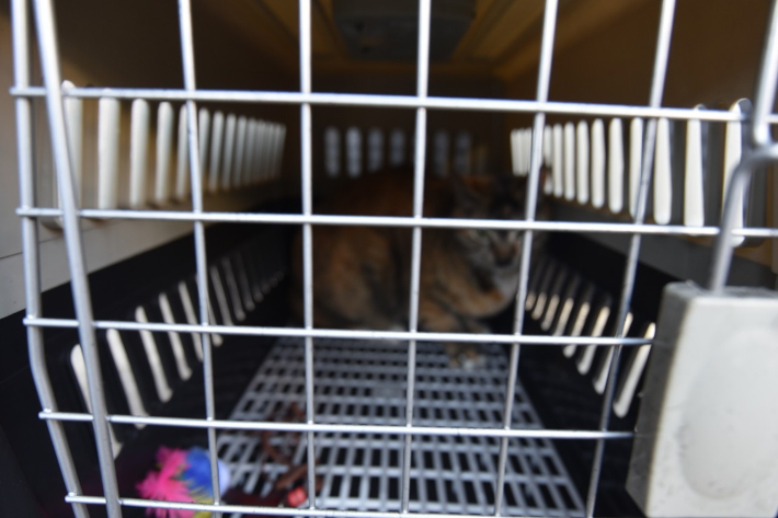 포획된 반려묘. 대전소방본부 제공