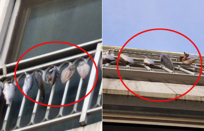 윗집에 생선이 '주렁주렁'…썩은내 항의하니 "XX, 그냥 놔둬"[이런일이]