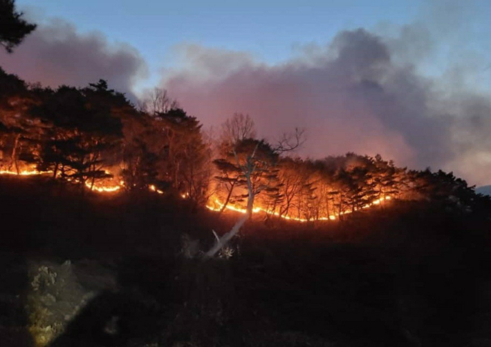 영덕 산불. 자료사진