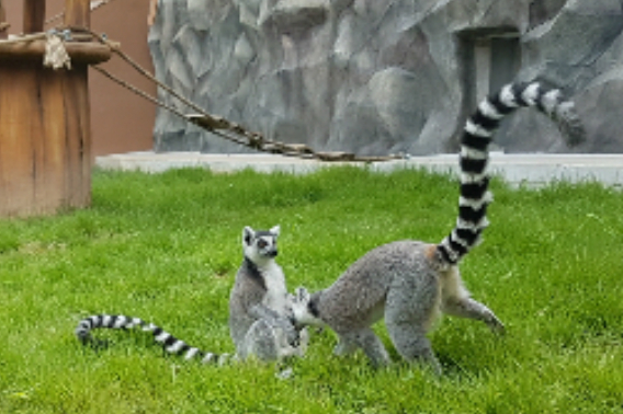 광주 우치동물원. 우치동물원 제공
