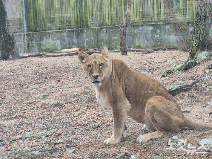 삼정더파크 사자.  박중석 기자