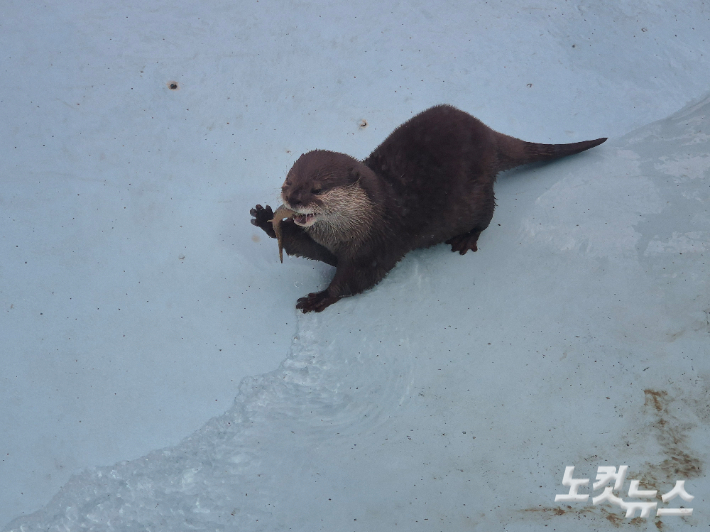 수달이 미꾸라지를 먹고 있다.  박중석 기자