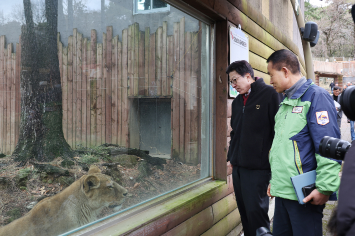 박형준 부산시장이 동물원 내 사자를 바라보고 있다.  부산시 제공
