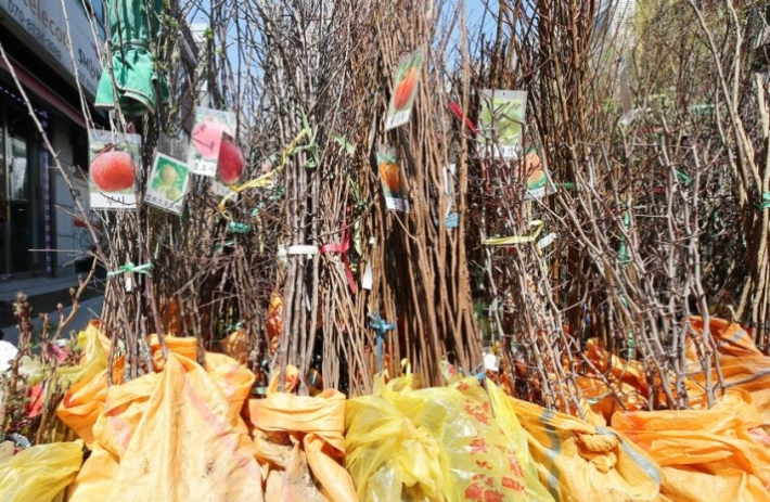 묘목. 연합뉴스