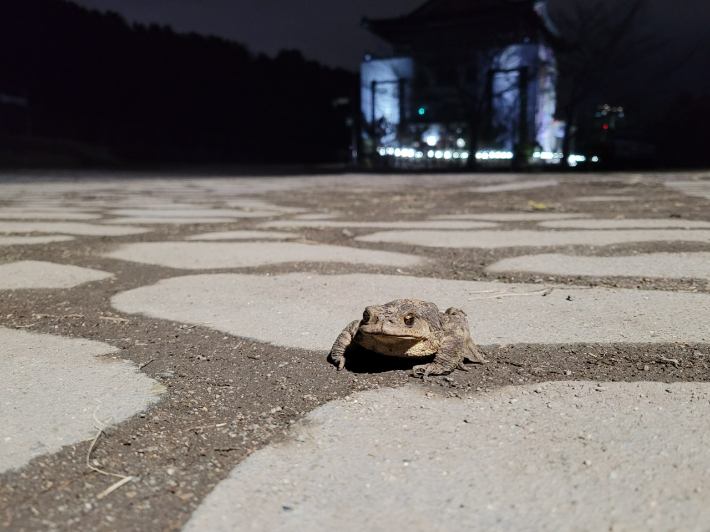 25일 성체 두꺼비가 산란 준비를 위해 대구 수성구 욱수산에서 망월지 일대로 이동하고 있다. 대구 수성구 제공