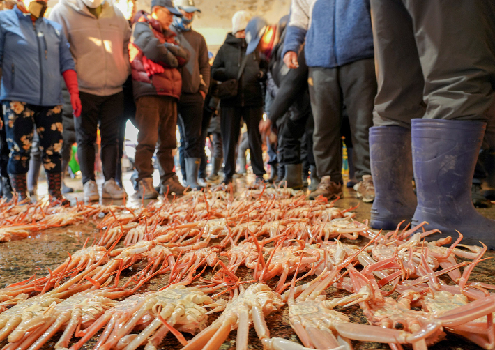 울진대게와 붉은대게. 울진군 제공