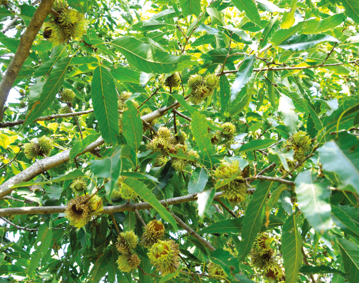 상수리나무 '금수라1호'. 산림청 제공