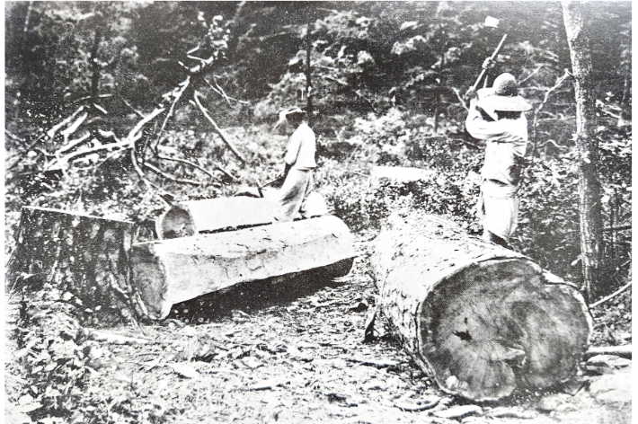 일제강점기 적송 벌목. 녹색연합 제공