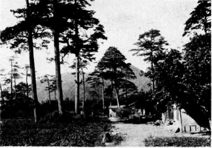 강원도연습림 금강소나무. 녹색연합 제공