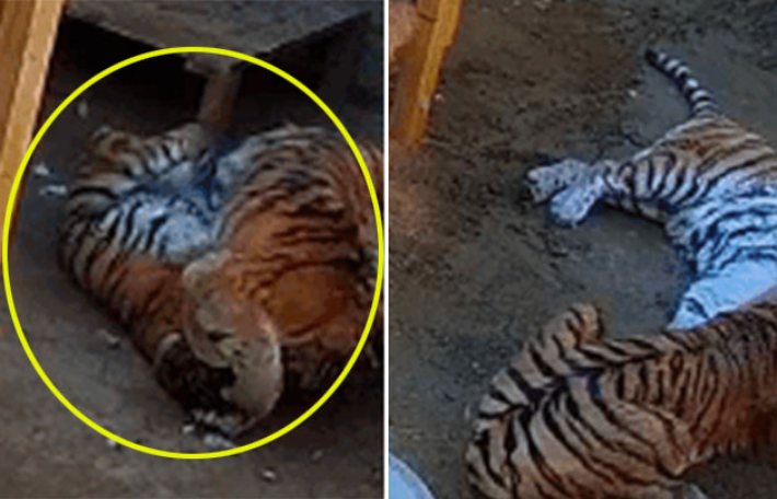 멸종위기 호랑이 미호, '이것' 때문에 죽었다…CCTV 봤더니[이런일이]