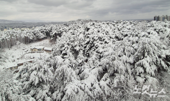지난해 3월 3일 강원지역에 대설특보가 내려진 가운데 산지를 중심으로 최대 50cm가 넘는 폭설이 내렸다. 독자 제공