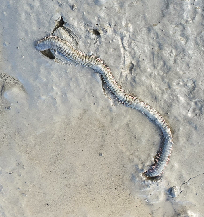 이달의 해양생물로는 흰이빨참갯지렁이 선정됐다. 해양수산부 제공