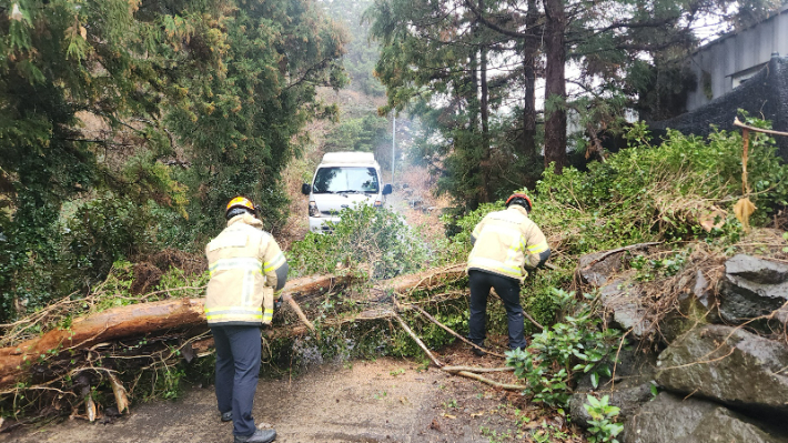 2일 오전 8시 56분 제주시 조천읍에서 강풍에 나무가 쓰러졌다. 제주도소방안전본부 제공 