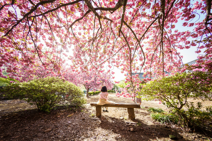 남도 한 바퀴－순천 선암사 홍매화. 전라남도 제공