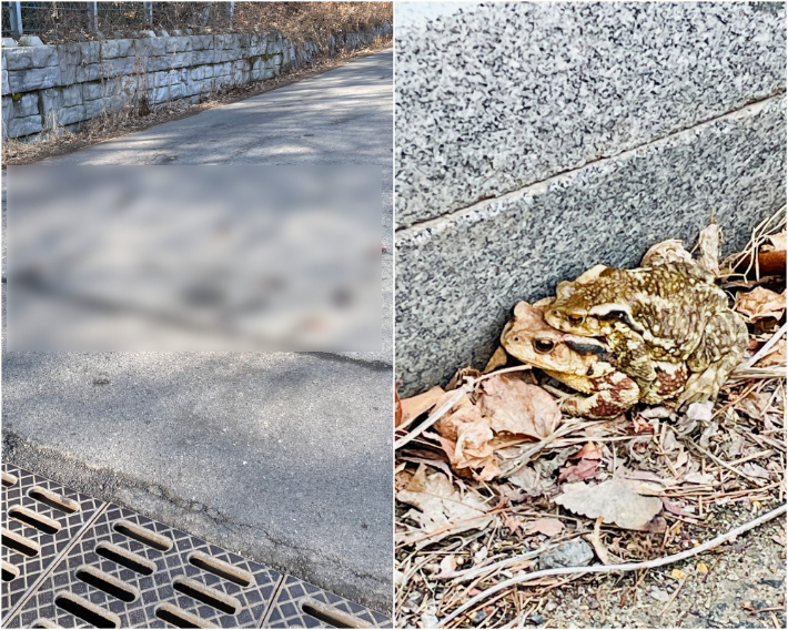 전주 아중저수지 인근 도로에서 발생한 두꺼비 로드킬 현장(사진 왼쪽). 두꺼비들이 도로 연석에 붙어 이동하고 있는 모습(사진 오른쪽). 전북환경운동연합 제공