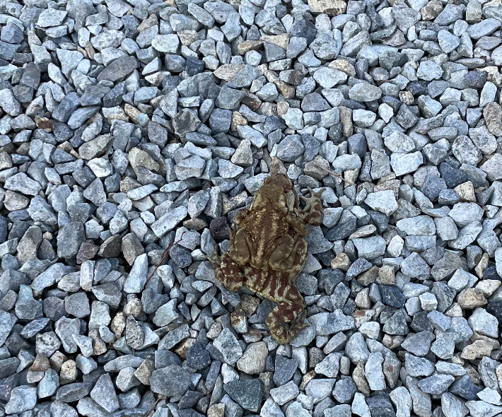 산란하러 대이동 중인 두꺼비. 전북환경운동연합 제공