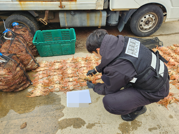 포항해경이 불법 보관중인 암컷대게를 적발하고 있다. 포항해경 제공