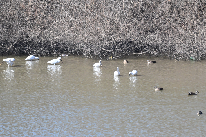 대전·세종 환경단체 "세종보 개방으로 조류 다양성 증가"