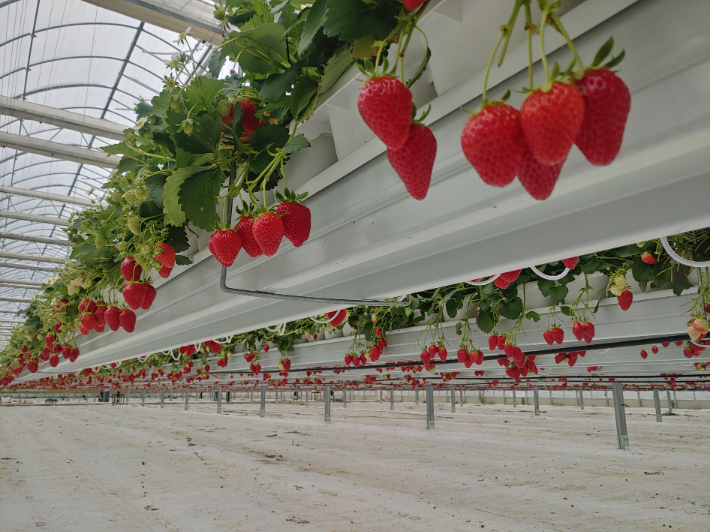 밀양시 스마트팜 혁신밸리에서 재배 중인 밀양딸기. 밀양시 제공 