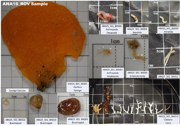 아리아리호 심해 포착 장면과 채집 생물들/ 극지연 제공