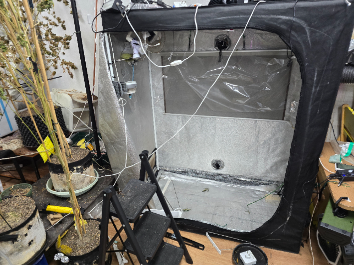 대마 재배 현장. 마약범죄 정부합동수사본부 제공