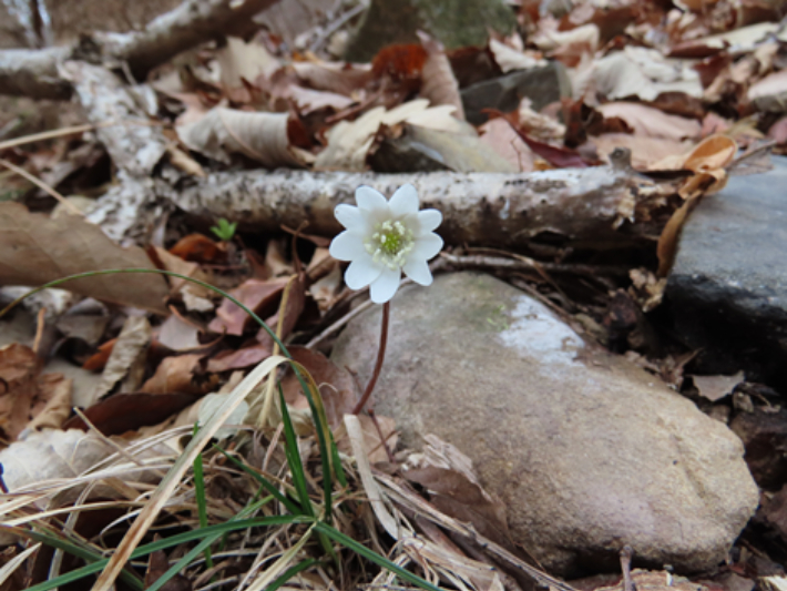 2월 28일 촬영한 경주국립공원 내 노루귀 개화 모습. 국립공원공단 경주국립공원사무소 제공