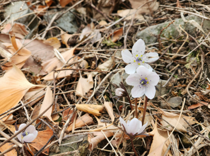 3월 1일 촬영한 변산바람꽃 개화 모습. 국립공원공단 경주국립공원사무소 제공