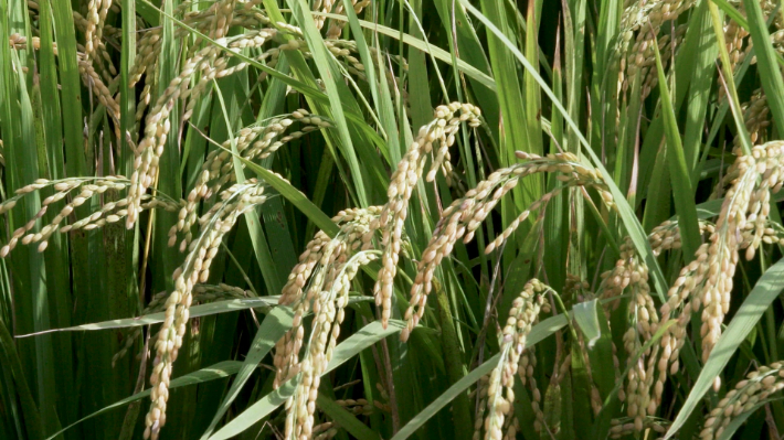 가루쌀 재배 모습. 전라남도 제공