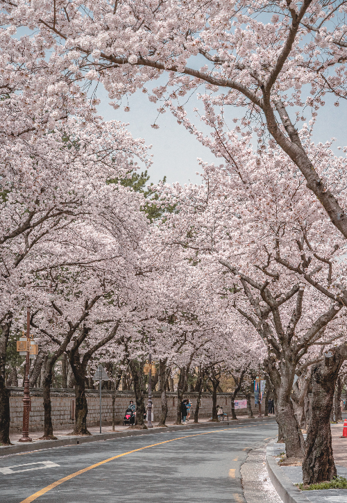 경주 대릉원 벚꽃. 경북문화관광공사 제공