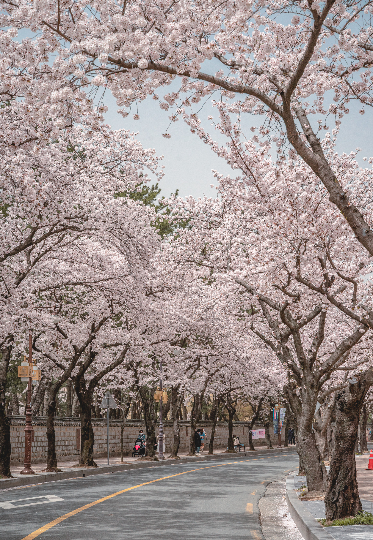 경주 대릉원 벚꽃. 경북문화관광공사 제공
