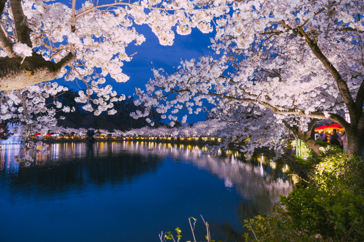 김천 연화지 벚꽃. 경북문화관광공사 제공