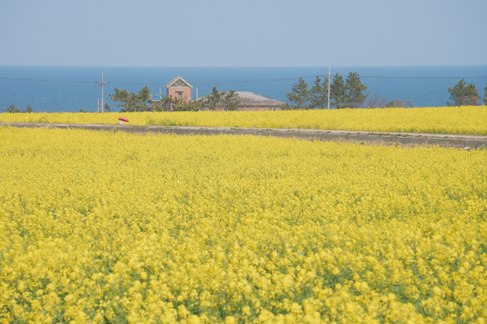 포항 호미곶 유채꽃밭. 경북문화관광공사 제공