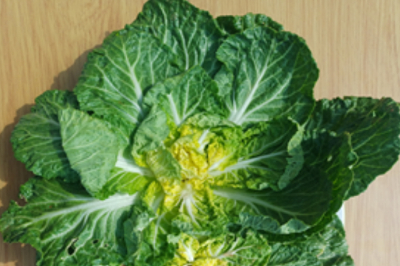 봄동. 식약처 제공