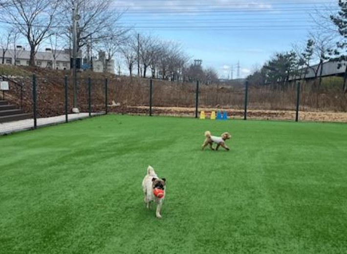 반려동물 놀이터. 동해시 제공