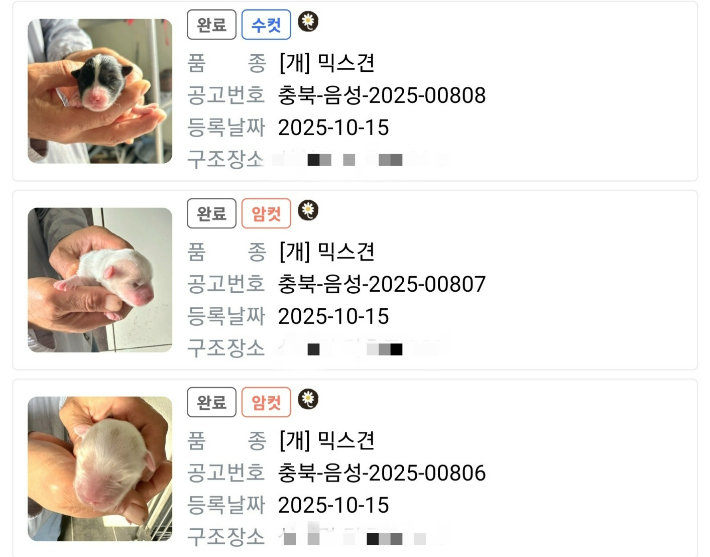 포인핸드에 올라온 음성지역 유기견들. 포인핸드 캡처