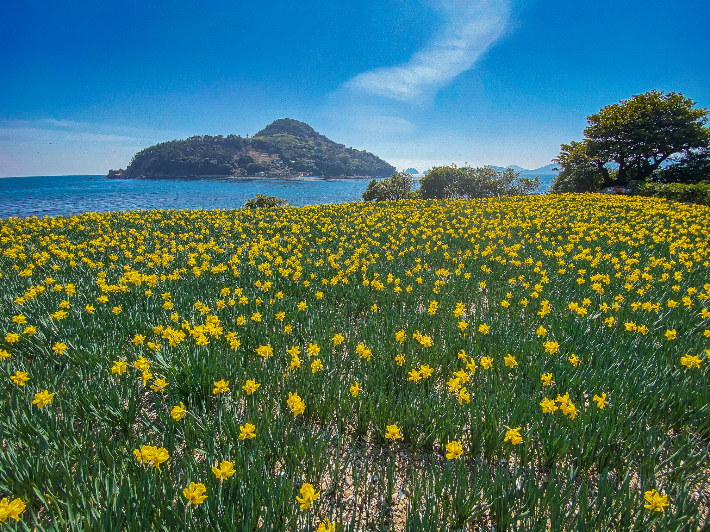 거제 공곶이 수선화. 경남도청 제공 
