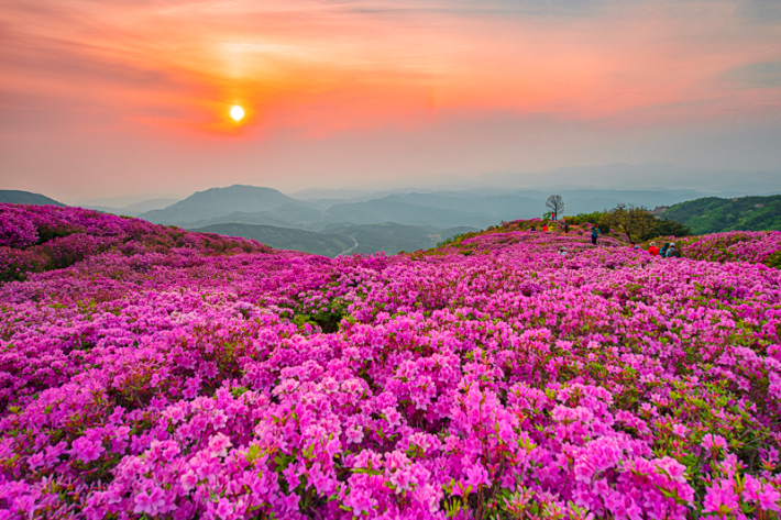 합천 황매산 군립공원 철쭉. 경남도청 제공 