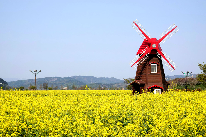 창녕 낙동강 유채단지. 경남도청 제공 