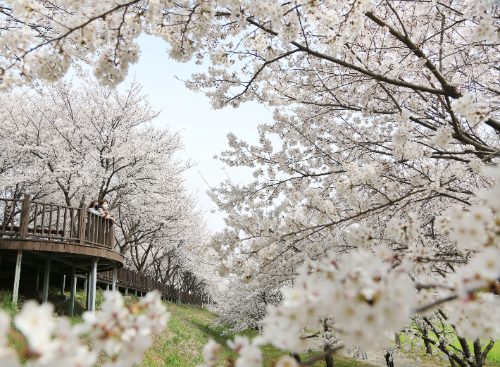 밀양 삼문동 벚꽃길. 경남도청 제공 