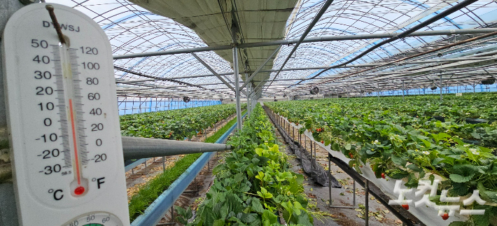 딸기 시설 하우스에 설치된 온도계가 14도를 가리키고 있다. 임성민 기자