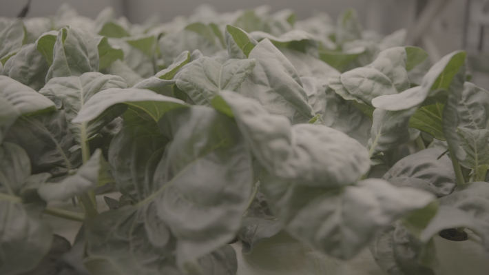 재배상자 위에서 자라고 있는 잎채소. 그린파이토 제공