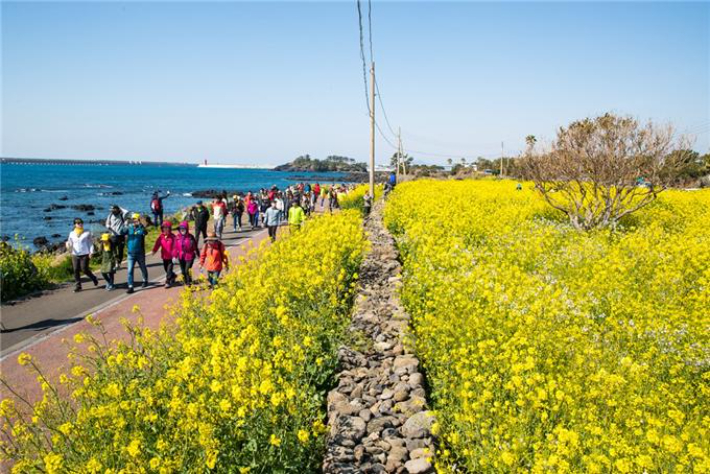 서귀포유채꽃국제걷기대회. 서귀포시 제공