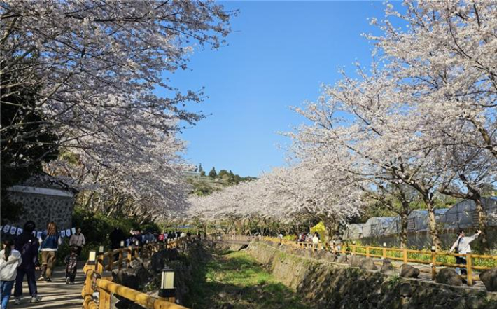 서홍동 웃물교 벚꽃. 서귀포시 제공