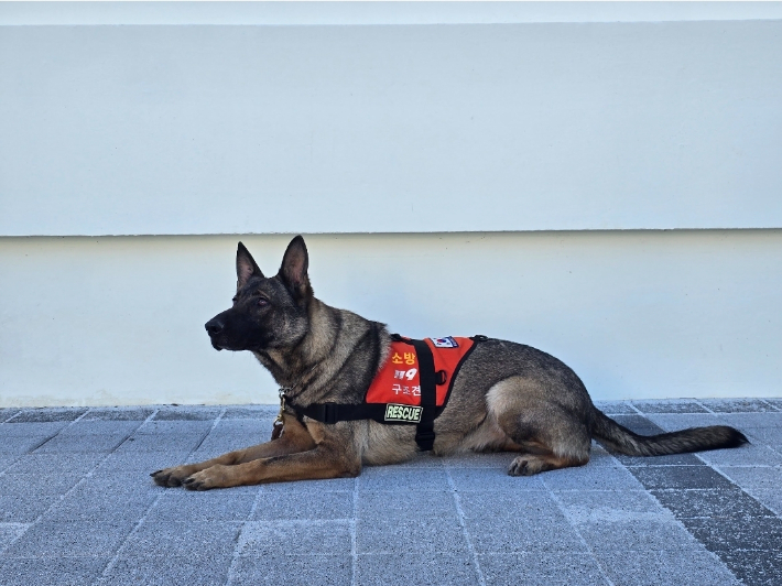 경남소방 구조견 '나이스'. 경남소방본부 제공 