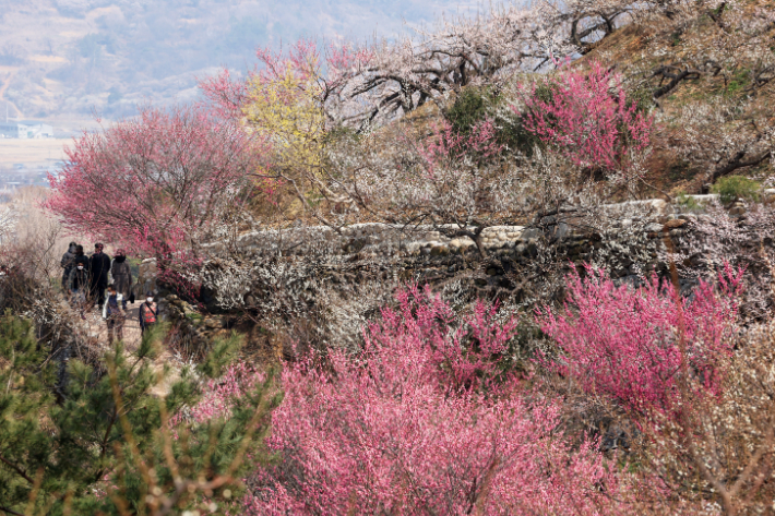 봄꽃 핀 광양 매화마을. 연합뉴스