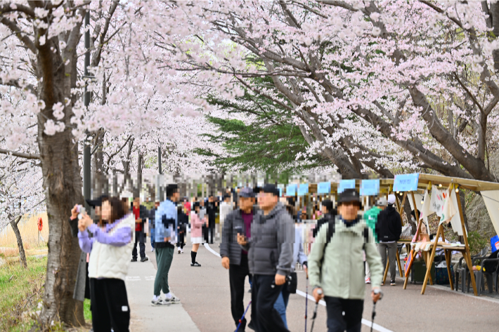 속초 영랑호 벚꽃축제장. 속초시 제공