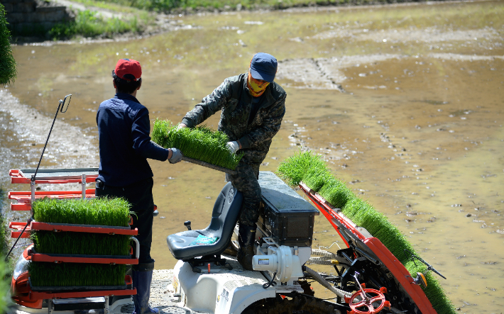 모내기 영농대행. 화천군 제공